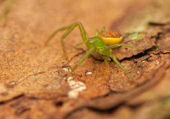 Diaea dorsata