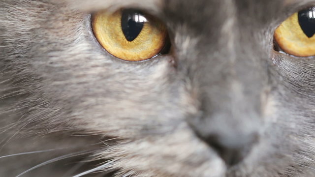 Grey Cats eyes closeup