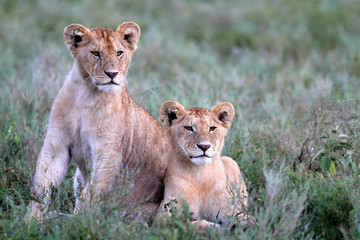 Lion cubs on green grass