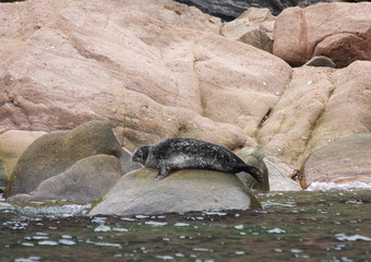Naklejka premium Steller Sea Lion on rocks