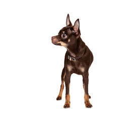 Russian Toy Terrier in studio