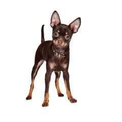Obraz premium Russian Toy Terrier in studio