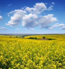 Obraz premium Blooming canola field
