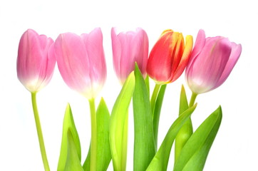 tulipany na białym tle