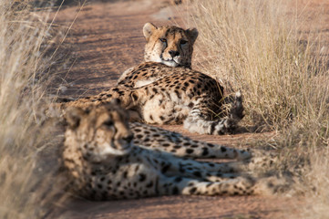 Resting Cheetahs in the Okonjima reserve in Namibia