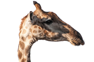 Fototapeta na wymiar Głowica żyrafa