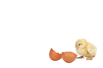 Petit poussin avec un coquille d'oeuf. © dekanaryas