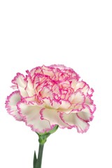 カーネーション