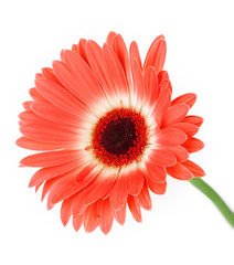 Beautiful Gerber flower isolated on white