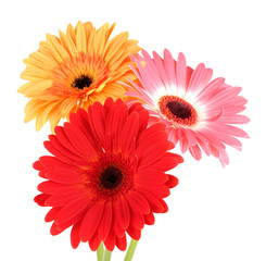 Beautiful Gerber flowers isolated on white