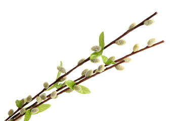 Pussy-willow twigs isolated on white