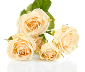 Beautiful creamy roses close-up isolated on white