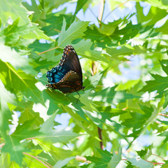 Obraz na płótnie Canvas Big tropical butterfly sitting on green leaves
