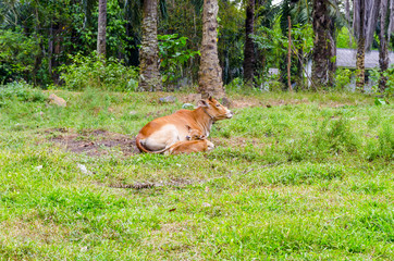 Cow in the Thai village amid the jungle