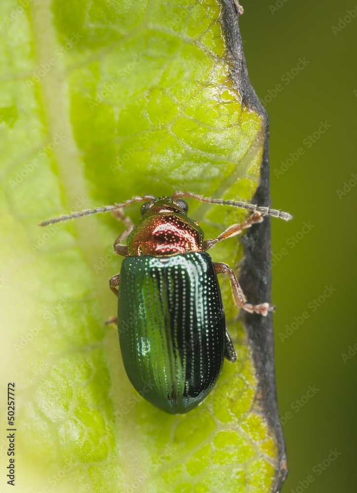 Wall mural Willow flea beetle, Crepidodera aurata on green leaf