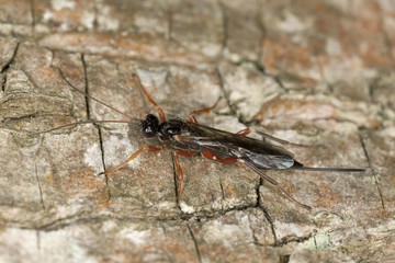 Parasite wasp on wood, extreme close-up with high magnification