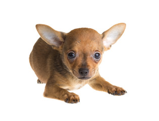 short haired chihuahua puppy in front of a white background