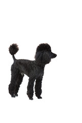 homemade black poodle on a white background
