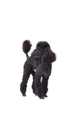 homemade black poodle on a white background