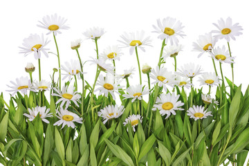 Daisies meadow isolated fragment