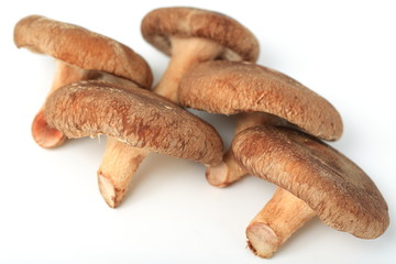 椎茸