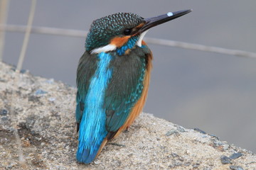 カワセミ
