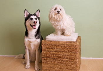 malteser dog sitting on a bamboo stool, husky sitting beside