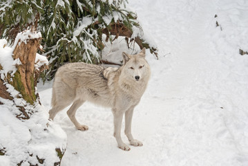 Tundra wolf (Canis lupus arctos) on the snow