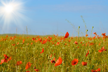 Poppy meadow