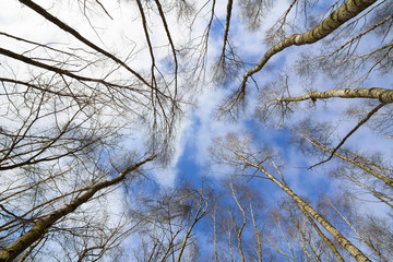 Leafless tree crowns with a cloudy blue sky