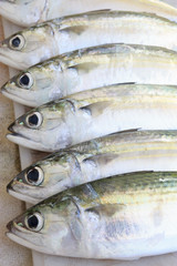 Fototapeta premium Fresh fish on the chopping block
