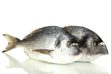 Two fish dorado isolated on white