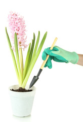 Beautiful hyacinth in flowerpot and gardener's hand (conceptual