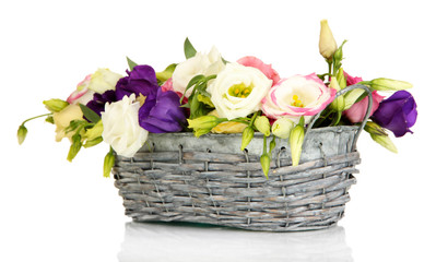 Bouquet of eustoma flowers in wicker basket isolated on white