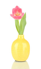 Pink tulip in bright vase, isolated on white