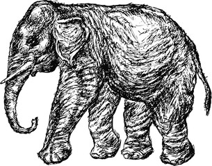 elephant