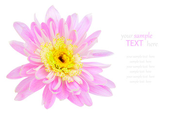 Fototapeta premium Pink chrysanthemum flower, isolated on white background