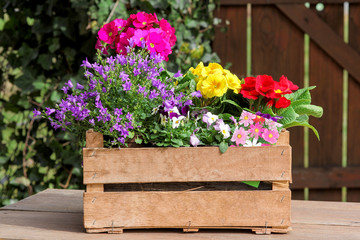 Holzkiste mit Frühlingsblumen