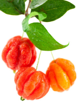cerises de cayenne, eugenia uniflora, roussailles