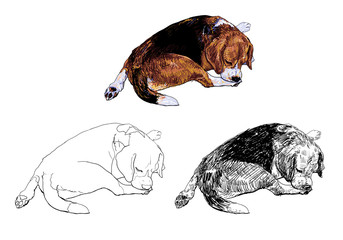 Beagle is biting softly on it's leg.