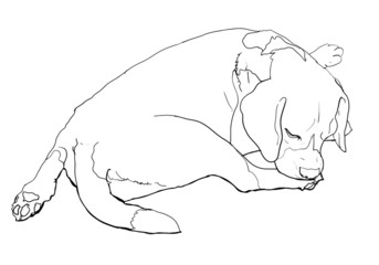 Beagle is biting softly on it's leg.