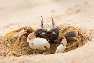 Ghost crab digging himself in