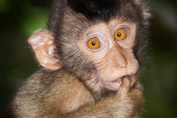 Portrait from a juvenile Pig-tailed Macaque.
