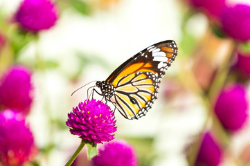 Fototapeta na wymiar common tiger butterfly close up