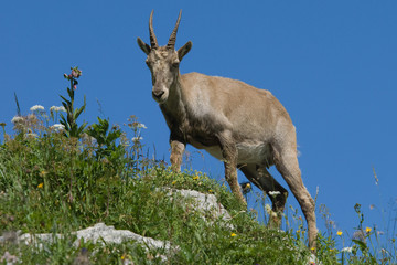 Alpine Ibex on a mountain rim with grass and flowers.