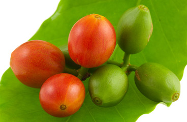 cerises de café