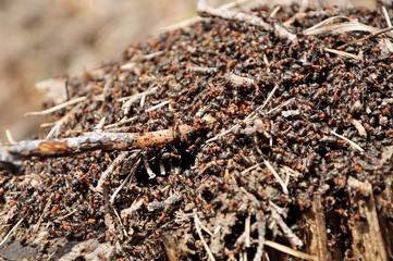 anthill