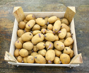 cageot de pomme de terre germées pour plantation