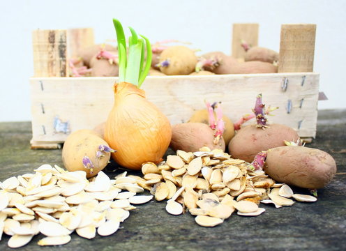 plants et graines pour plantation