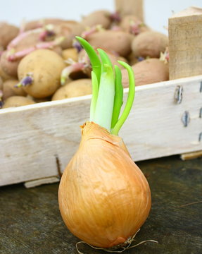 plants d'oignon germ&eacute; et patates